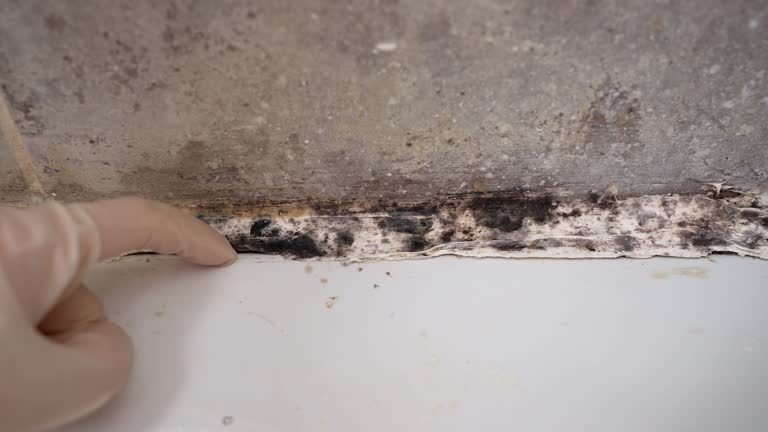 Best Forensic Mold Investigation  in Ludowici, GA